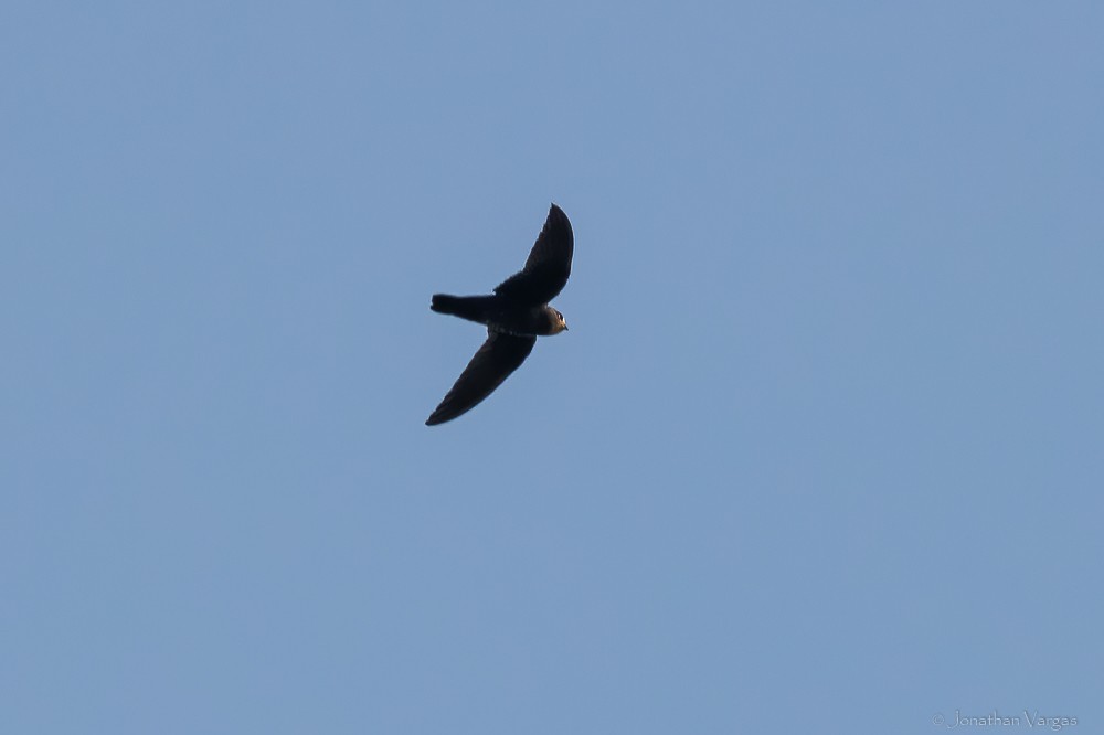 White-fronted Swift - ML640016420