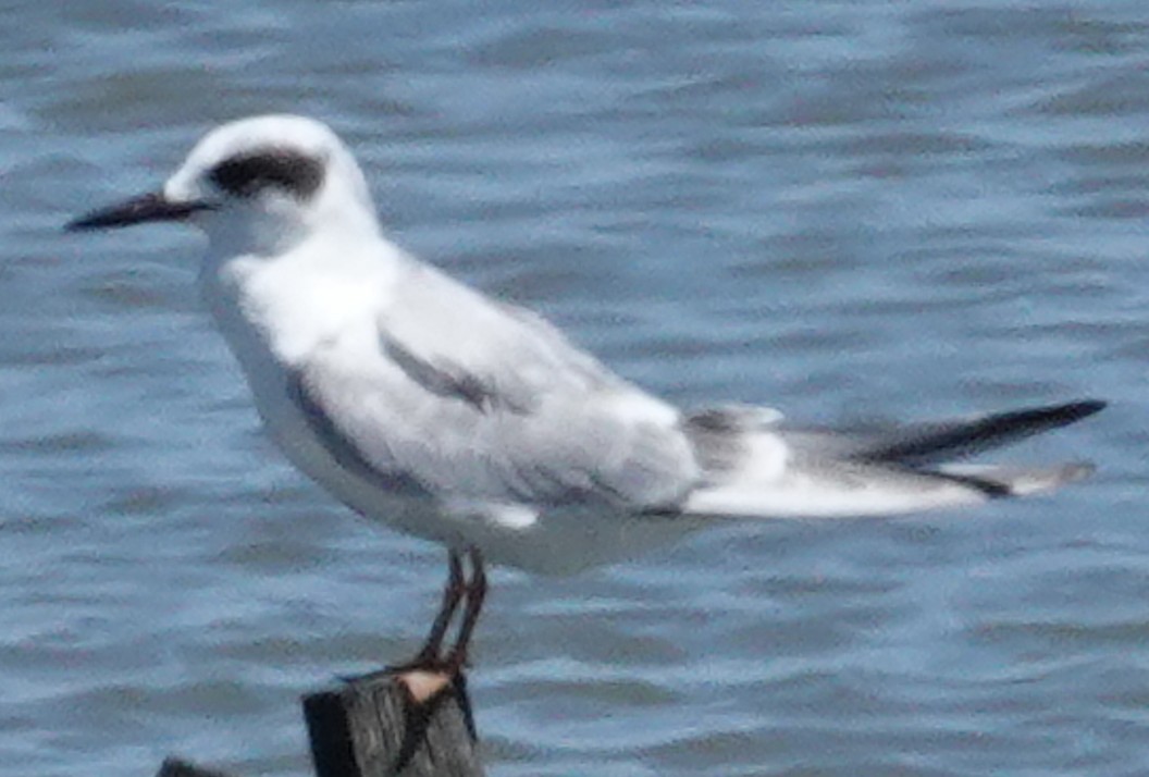 Forster's Tern - ML640016432