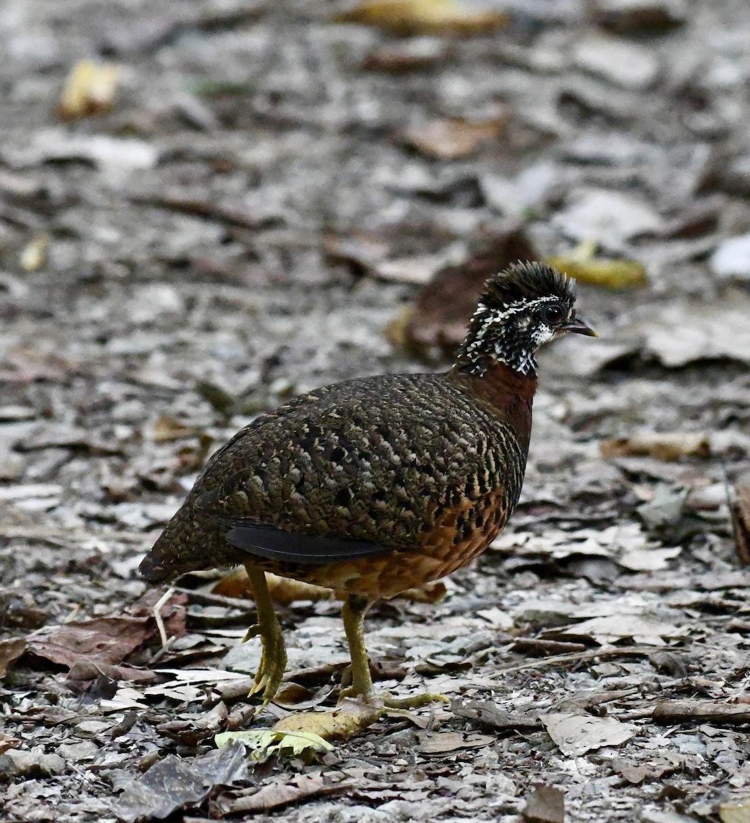Sabah Partridge - ML640016446