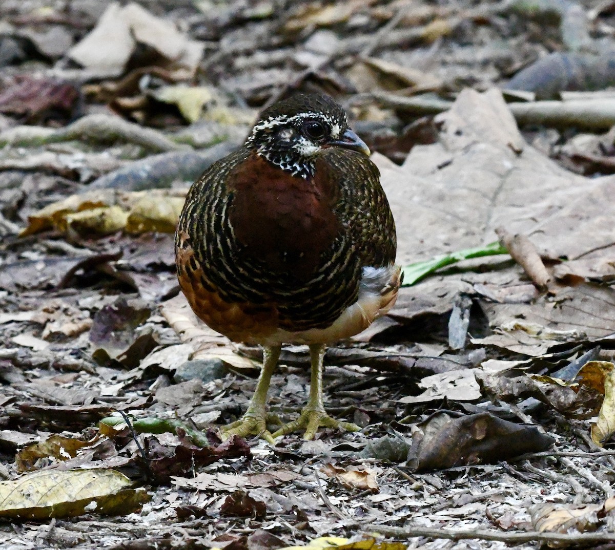 Sabah Partridge - ML640016447