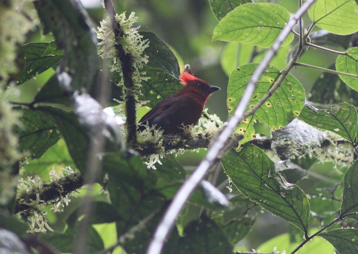Crested Ant-Tanager - ML640016458