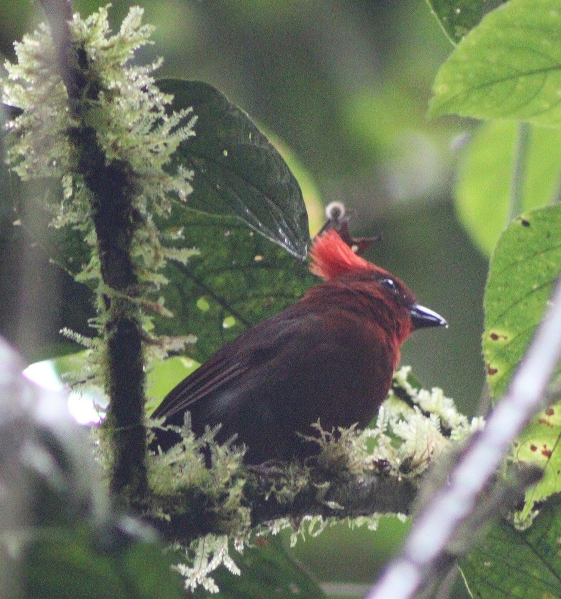Crested Ant-Tanager - ML640016463