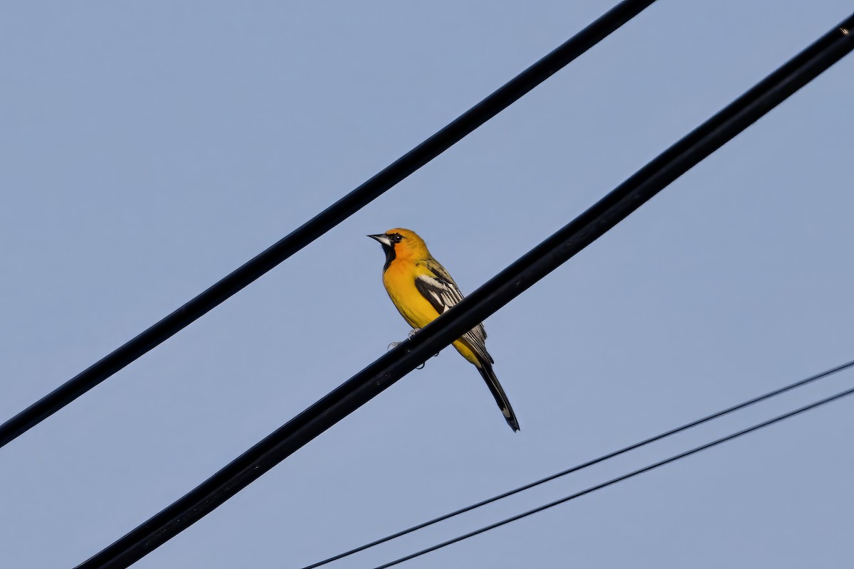 Streak-backed Oriole - ML640016476