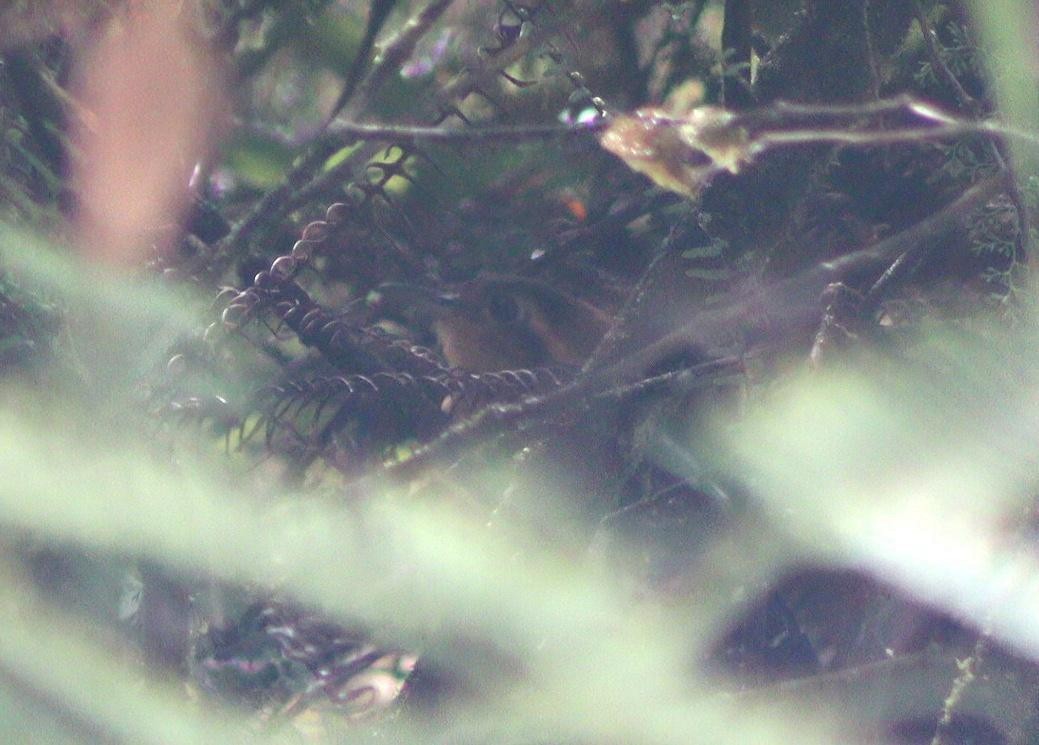 Pavonine Cuckoo - ML640016524