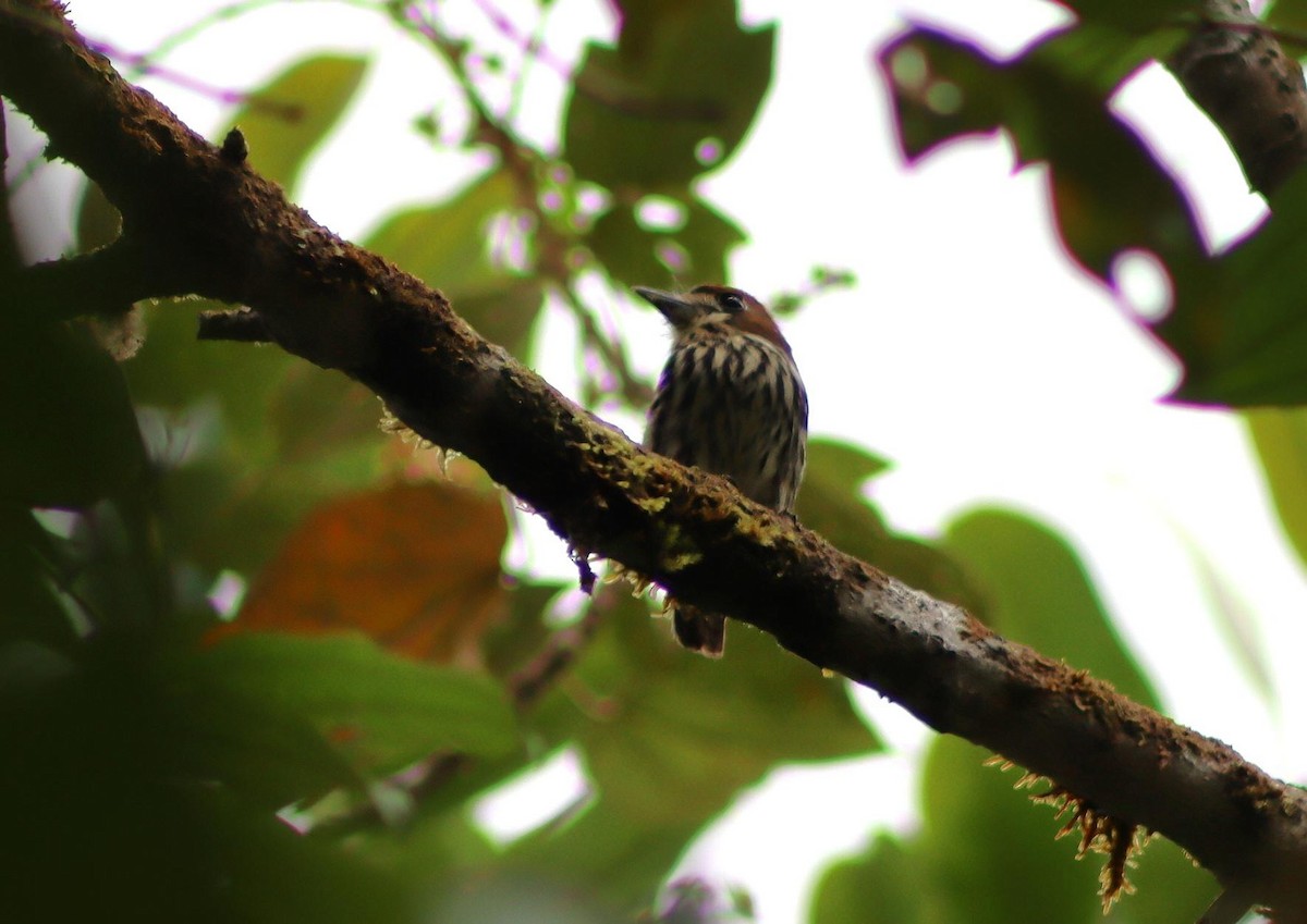 Lanceolated Monklet - ML640016544