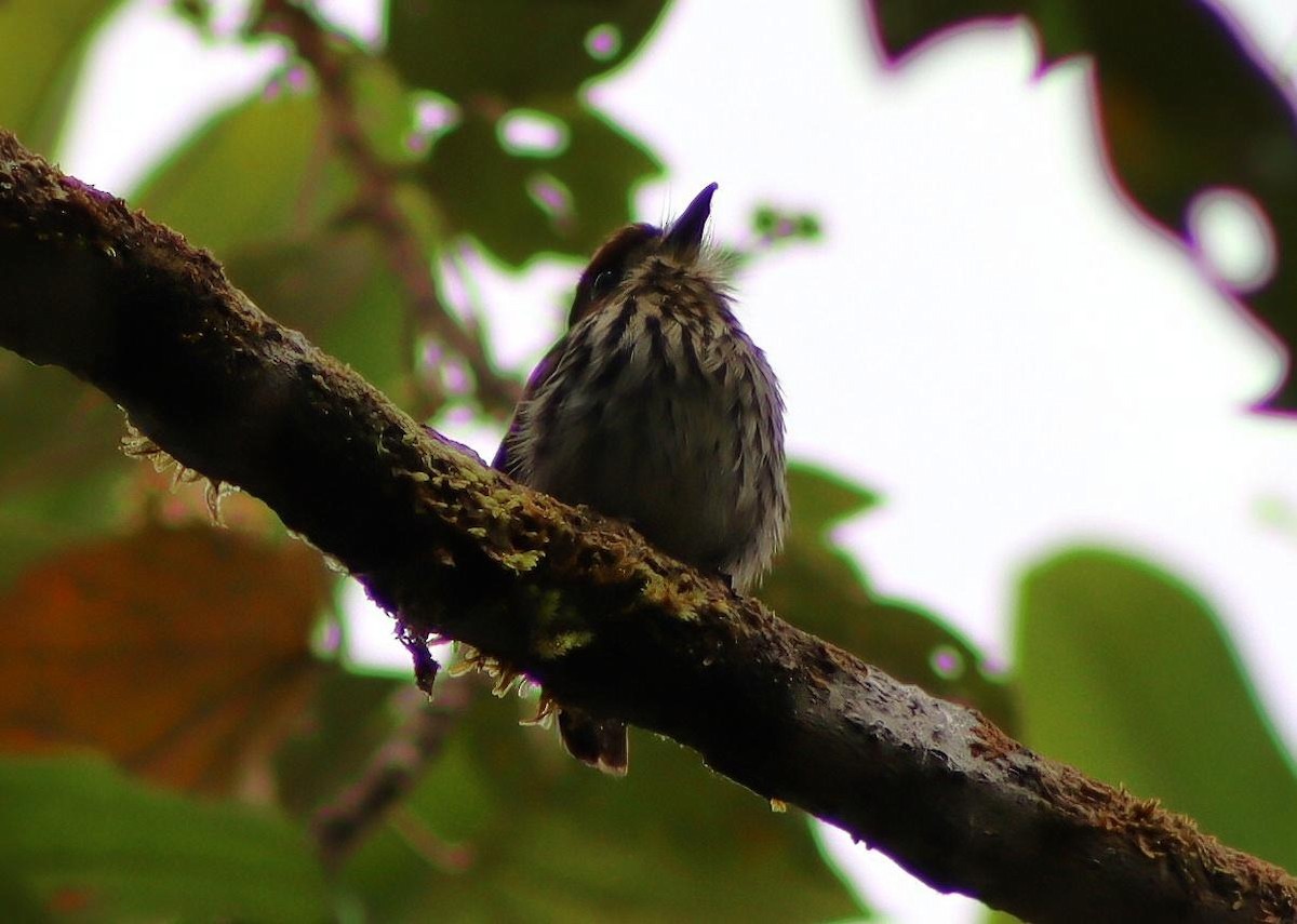 Lanceolated Monklet - ML640016546