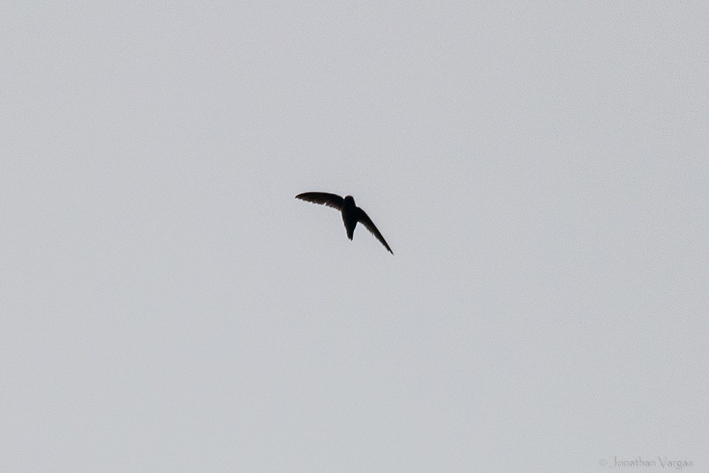 White-fronted Swift - ML640016554