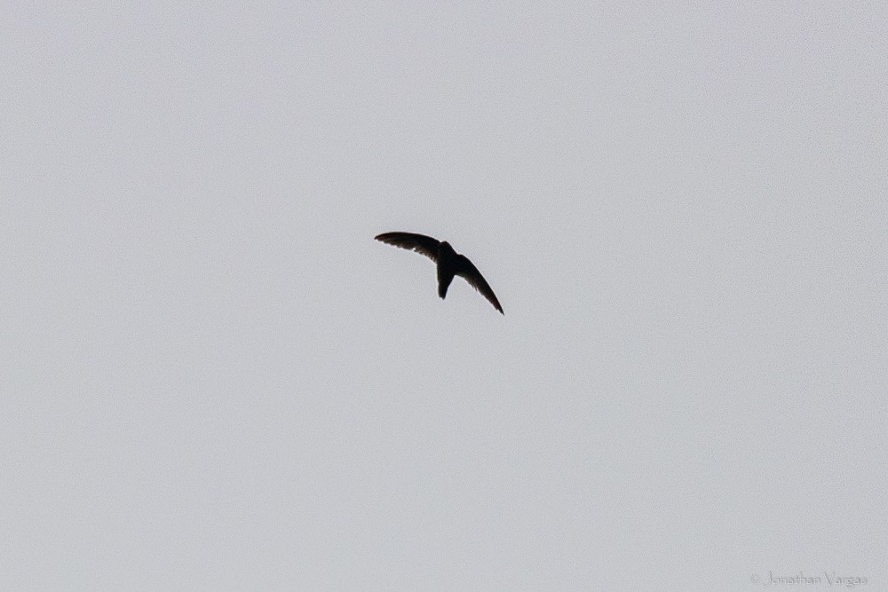 White-fronted Swift - ML640016555