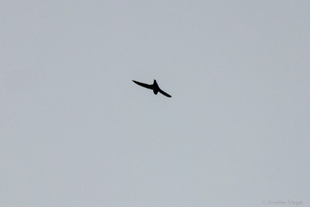 White-fronted Swift - ML640016557