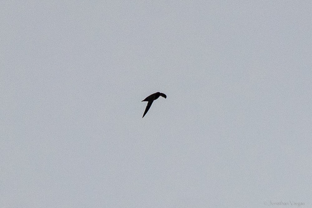 White-fronted Swift - ML640016558