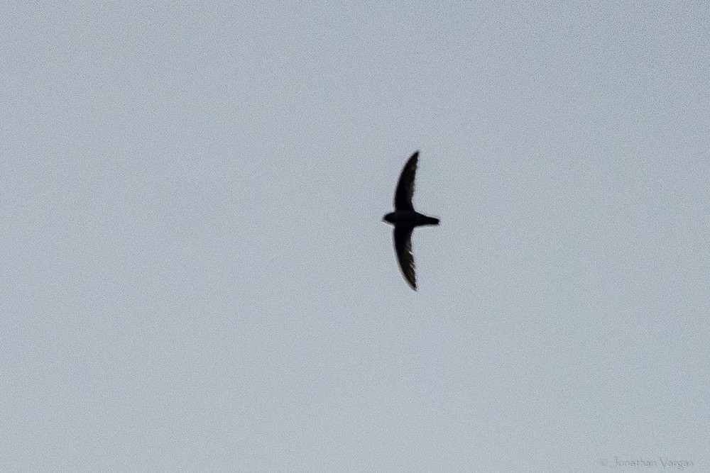 White-fronted Swift - ML640016559