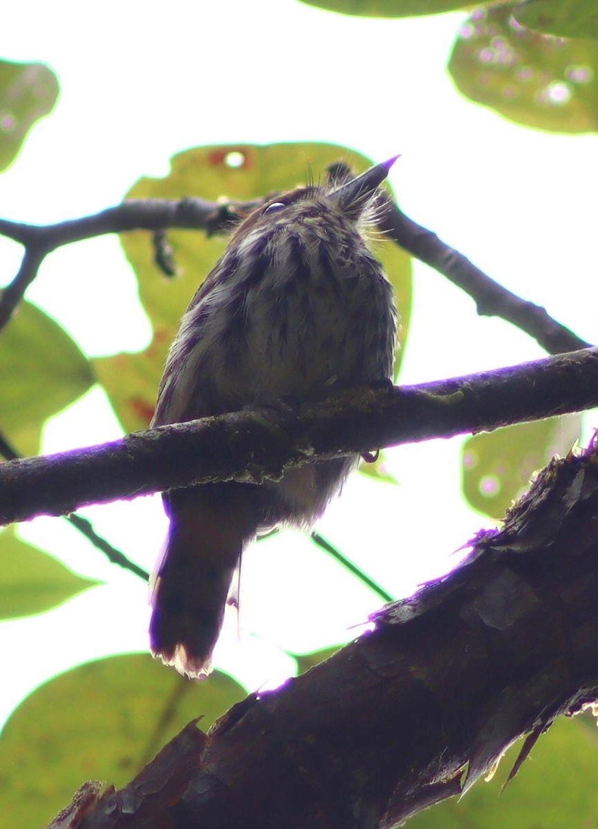 Lanceolated Monklet - ML640016601