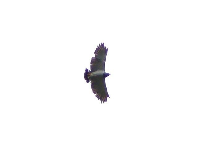 Barred Hawk - ML640016616