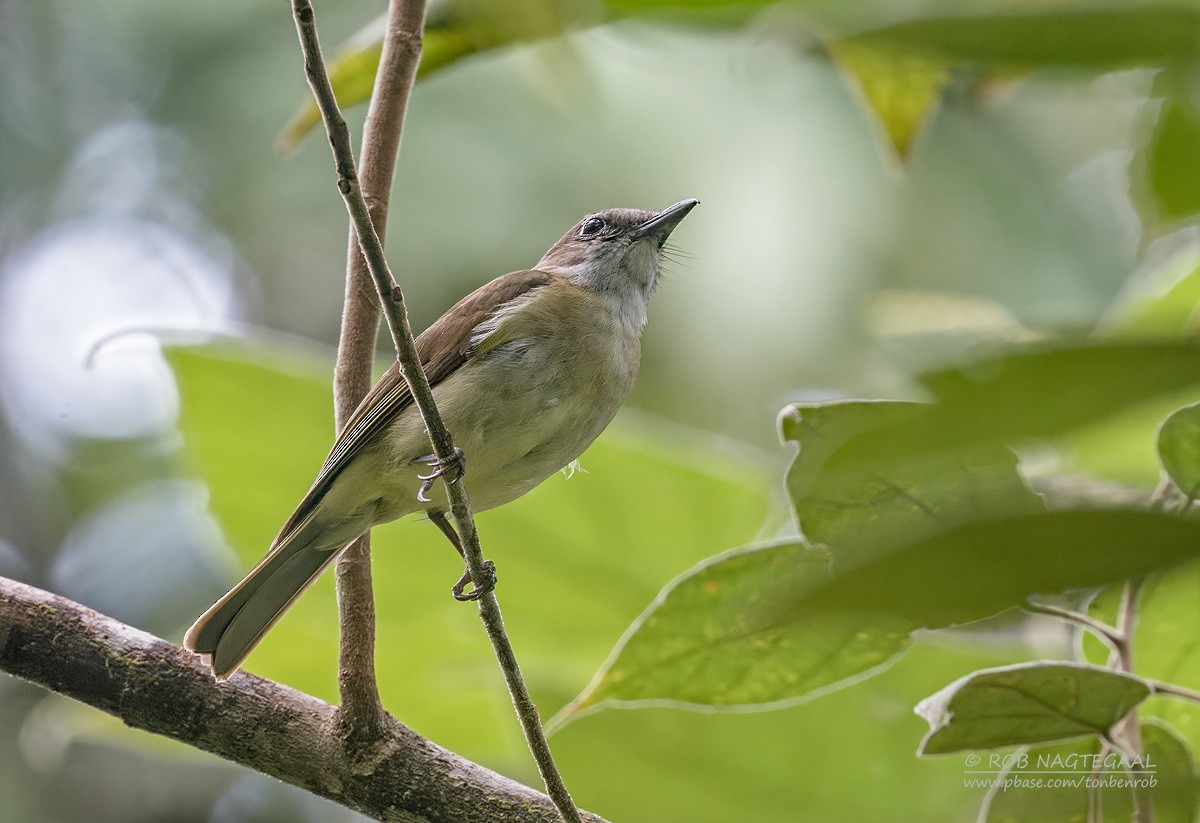 Gray Whistler (Gray-headed) - ML640016679