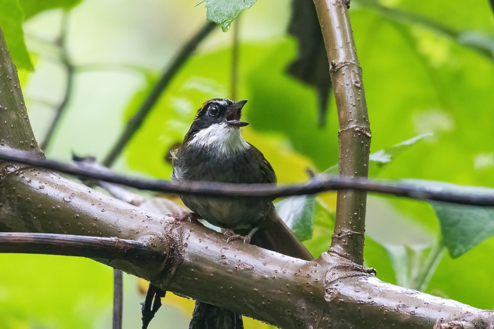 Green-striped Brushfinch - ML640016775