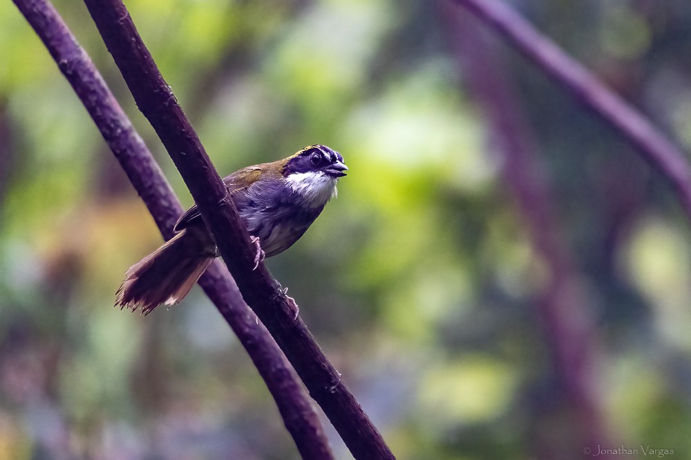 Green-striped Brushfinch - ML640016776