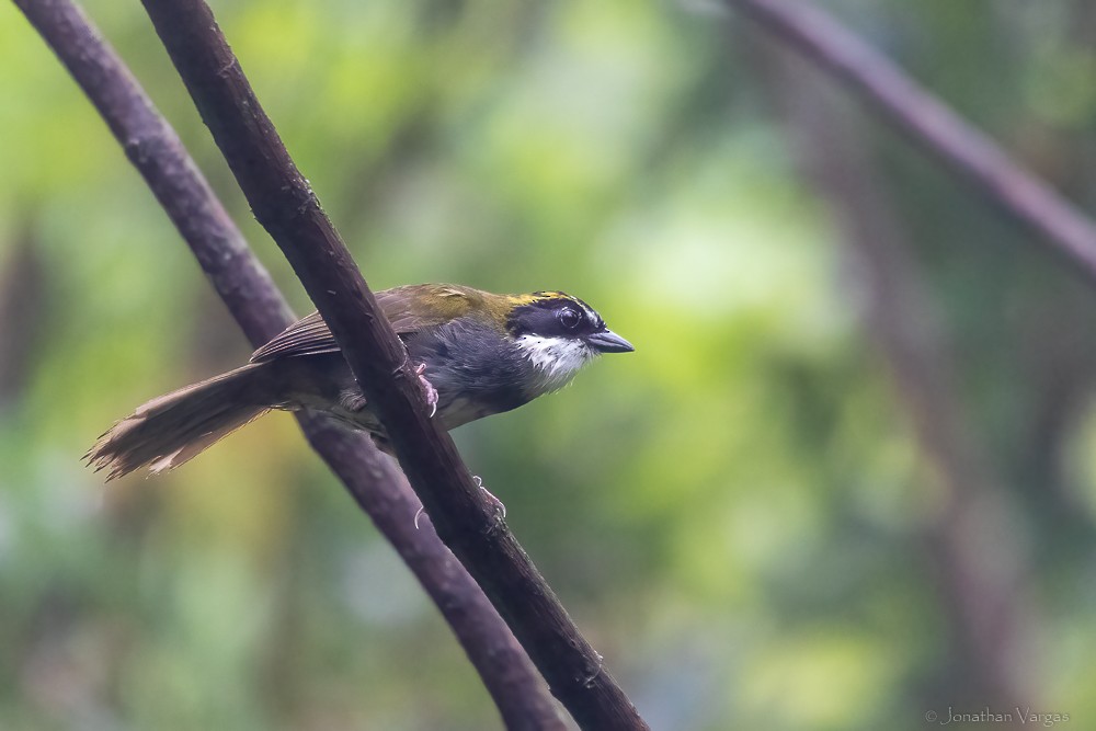 Green-striped Brushfinch - ML640016777