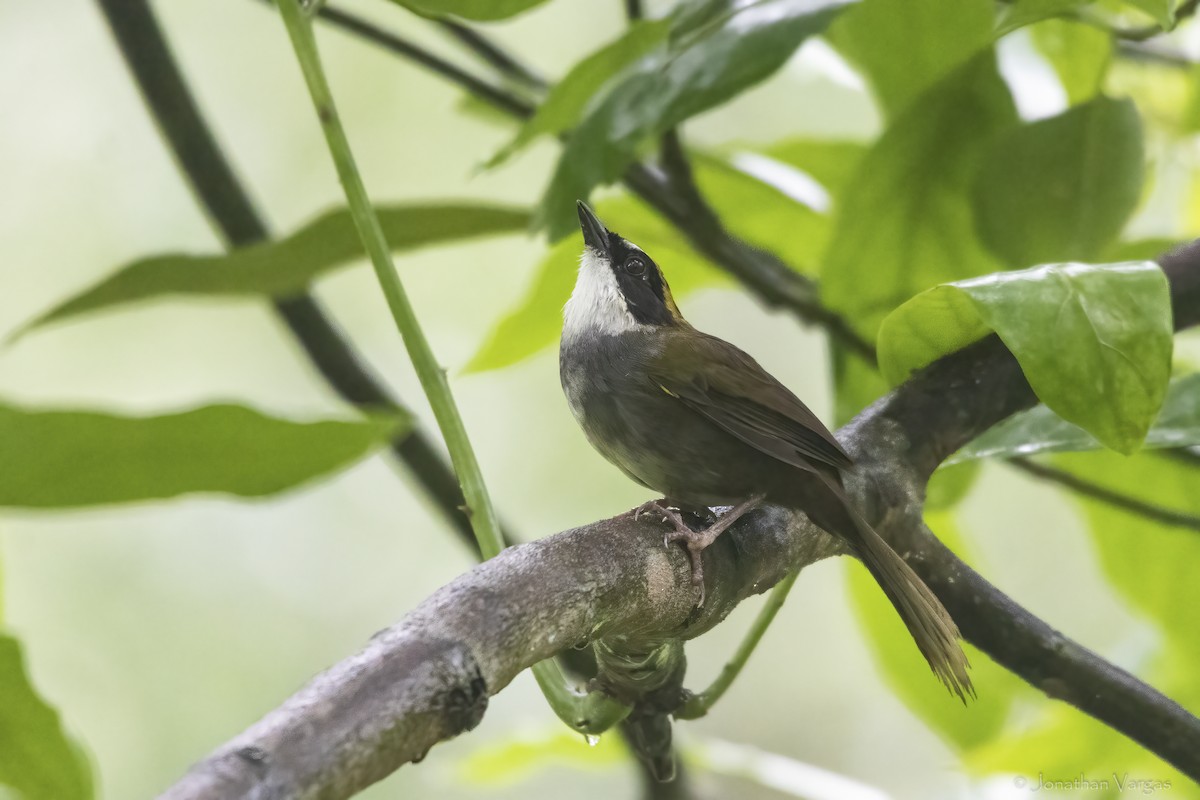 Green-striped Brushfinch - ML640016779