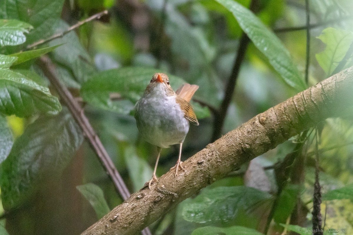 Orange-billed Nightingale-Thrush - ML640016814