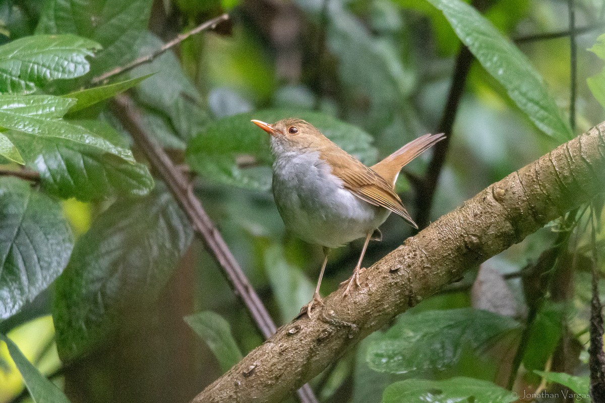 Orange-billed Nightingale-Thrush - ML640016815