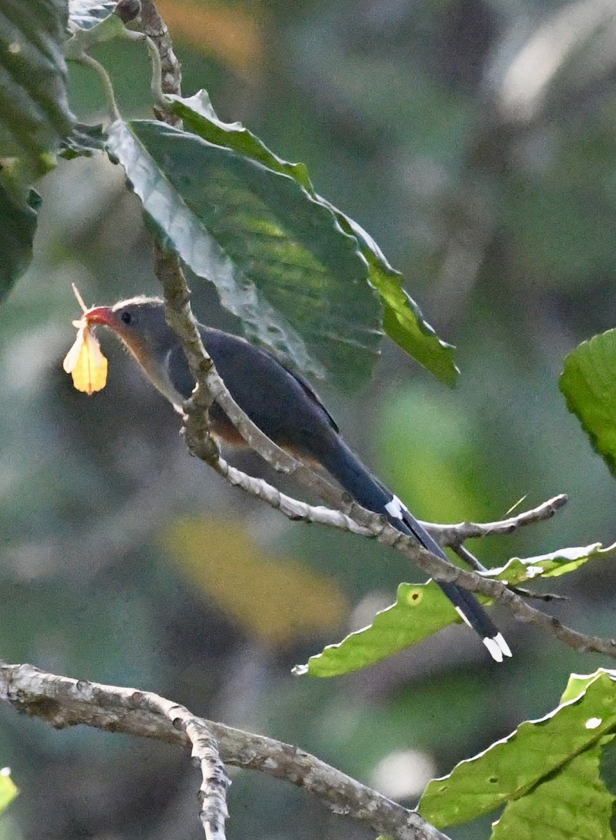 Red-billed Malkoha - ML640016856