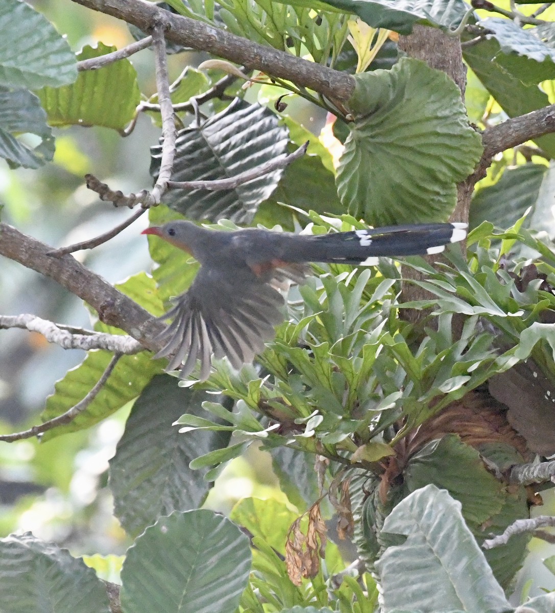 Red-billed Malkoha - ML640016857