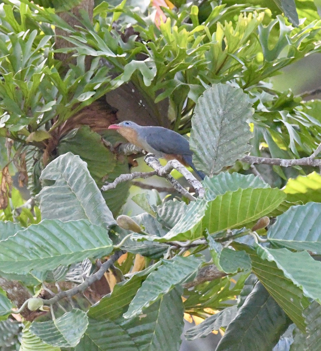 Red-billed Malkoha - ML640016858