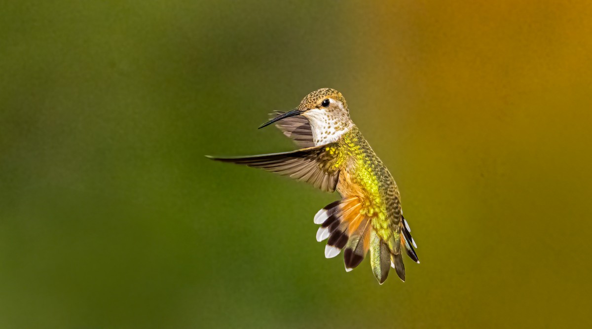 Rufous Hummingbird - ML640016865