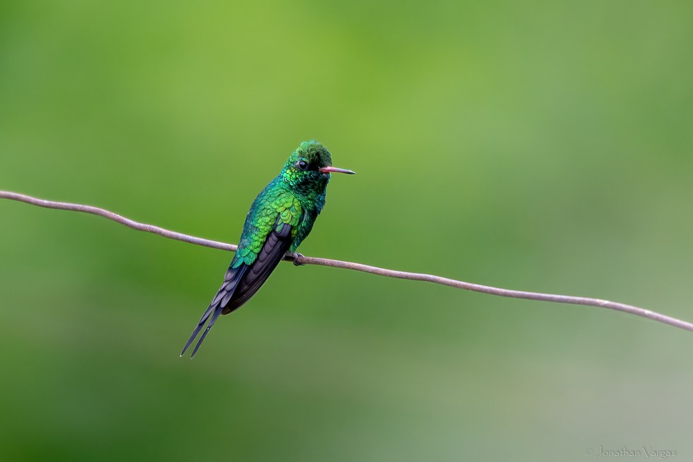 Golden-crowned Emerald - ML640016875