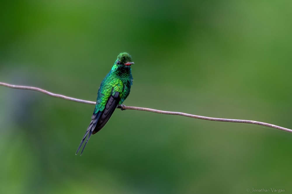 Golden-crowned Emerald - ML640016876
