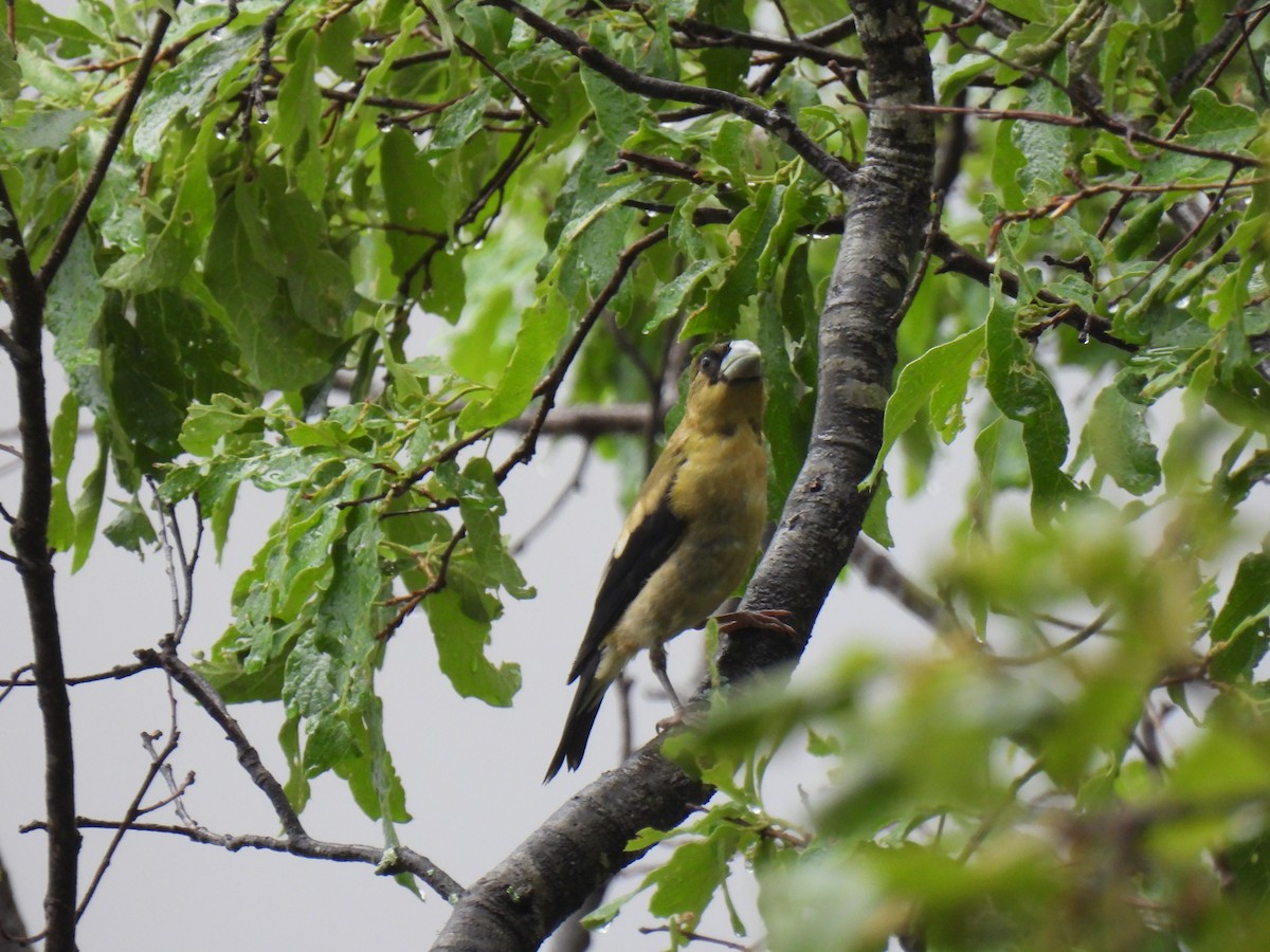 Hooded Grosbeak - ML640016953