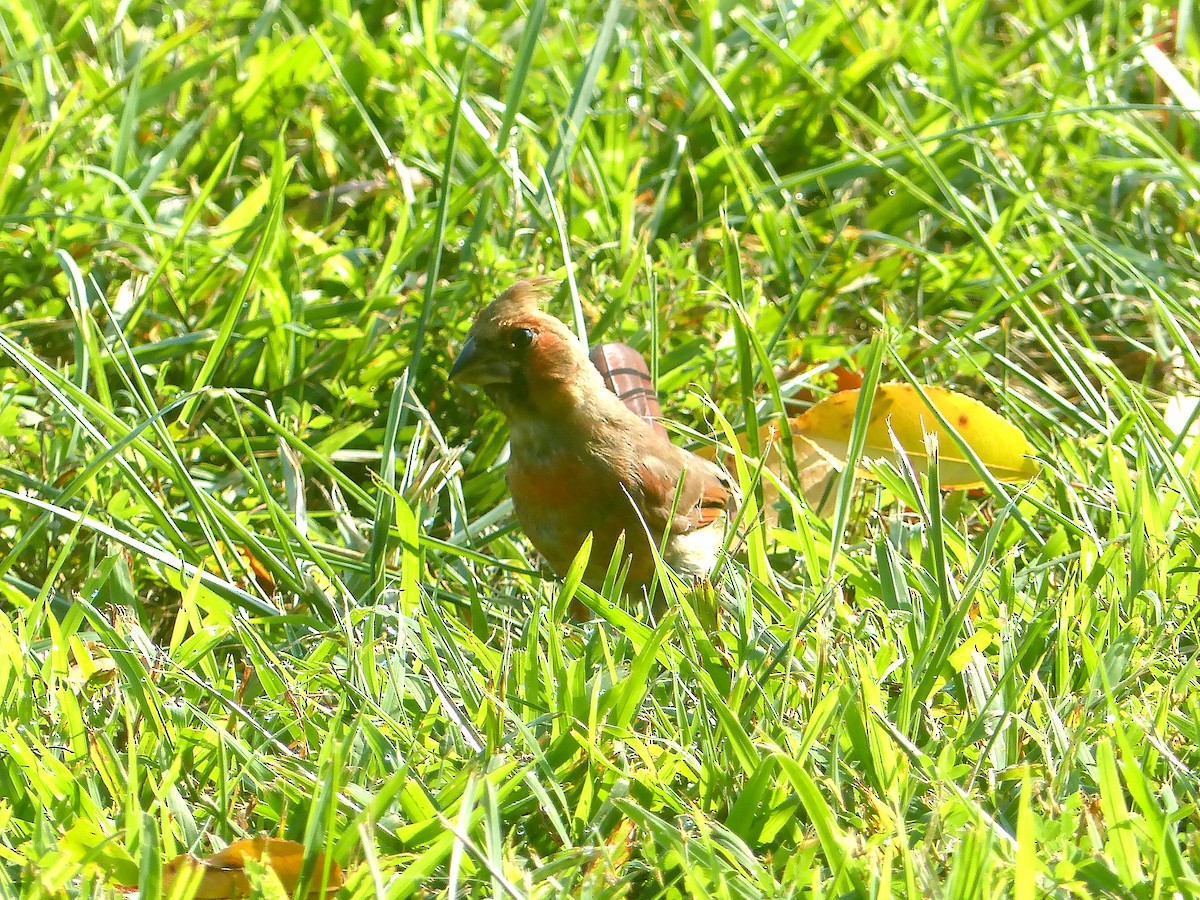 Northern Cardinal - ML640016965