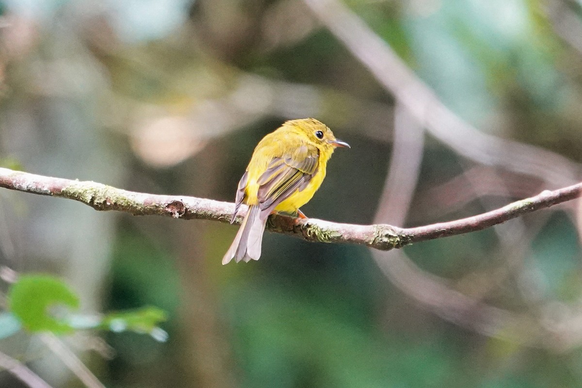 Citrine Canary-Flycatcher - ML640016970