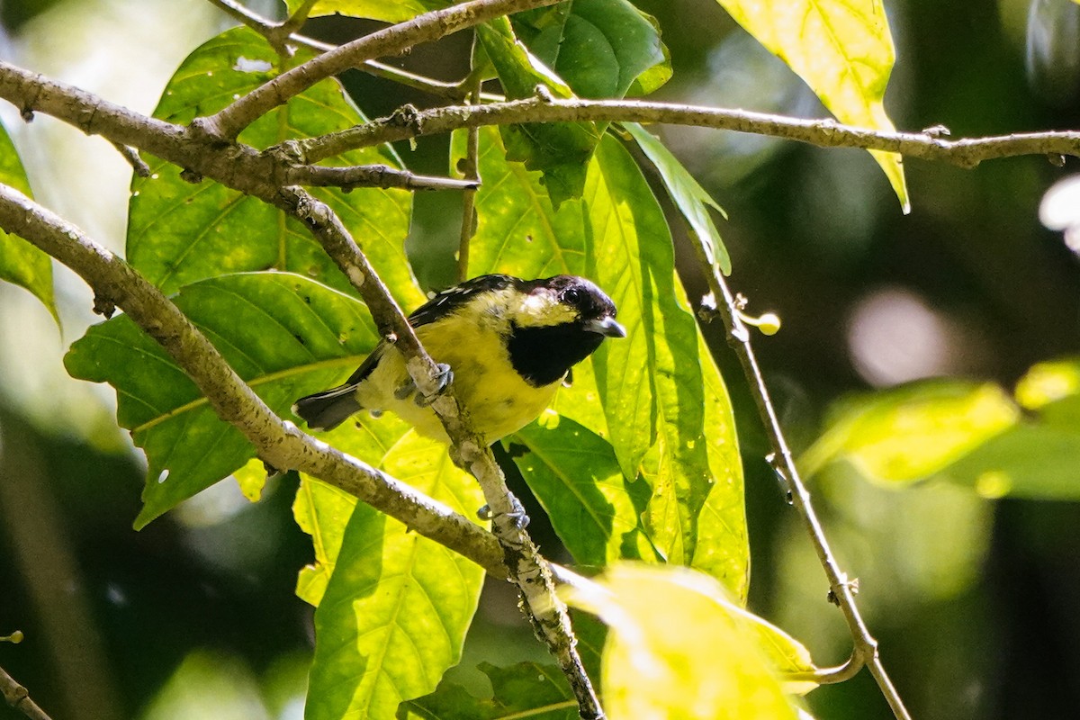 Elegant Tit - ML640016973