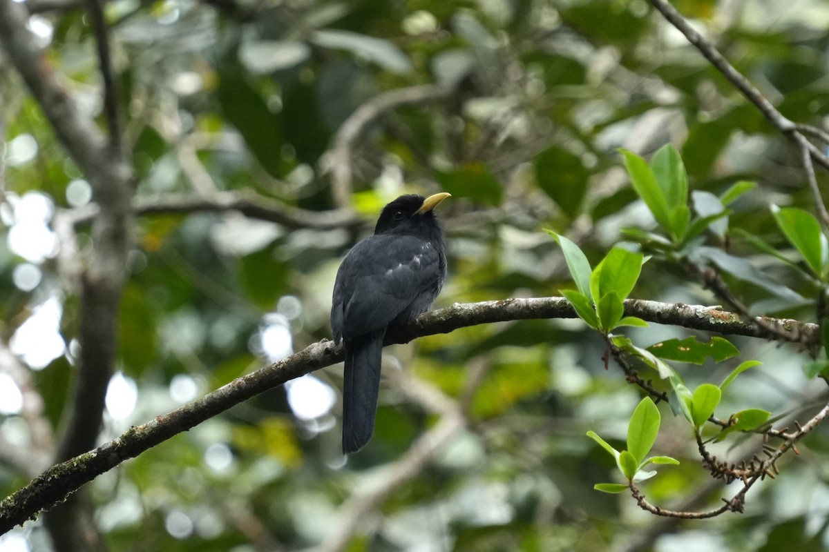 Yellow-billed Nunbird - ML640017054