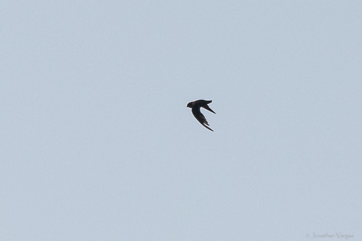 White-fronted Swift - ML640017080