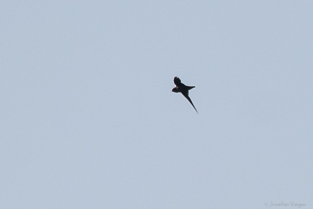 White-fronted Swift - ML640017082