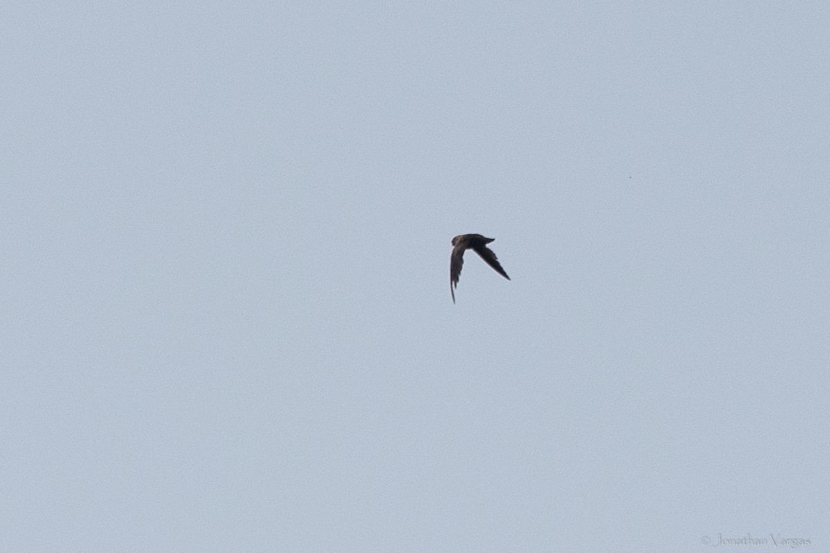 White-fronted Swift - ML640017083