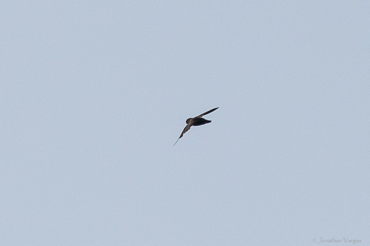 White-fronted Swift - ML640017084