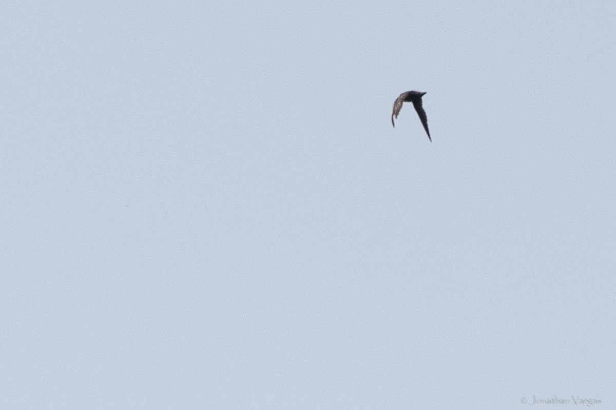 White-fronted Swift - ML640017085