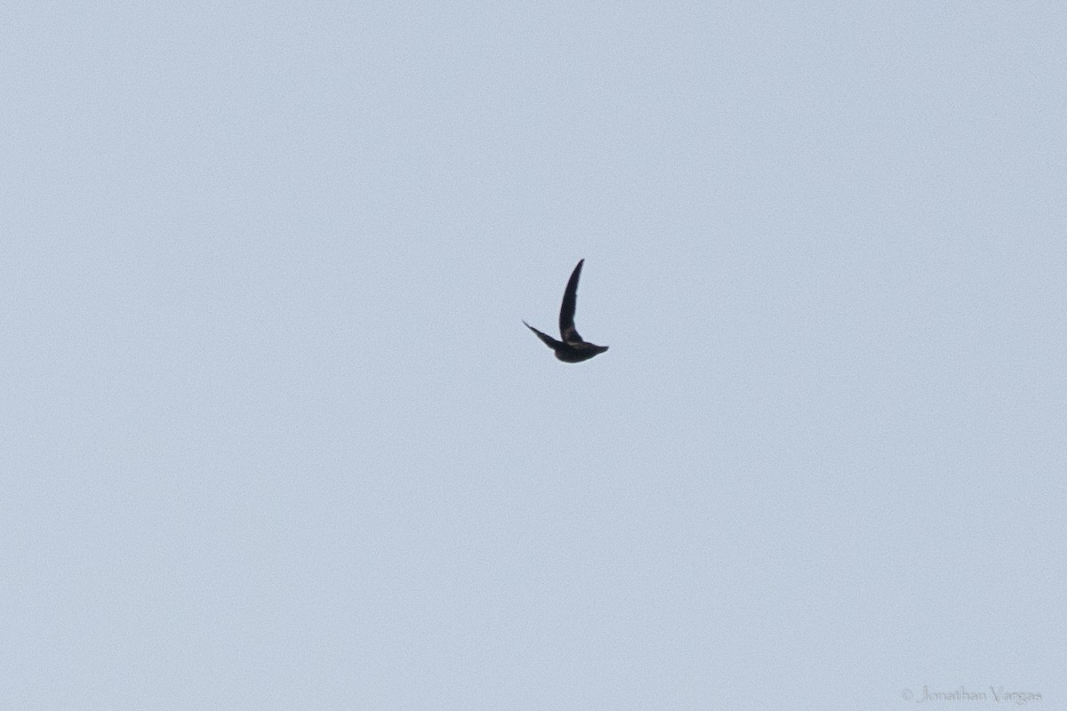 White-fronted Swift - ML640017086