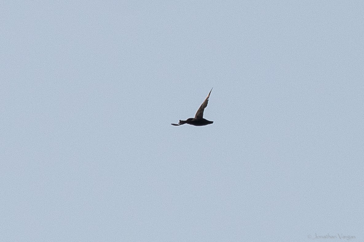 White-fronted Swift - ML640017087