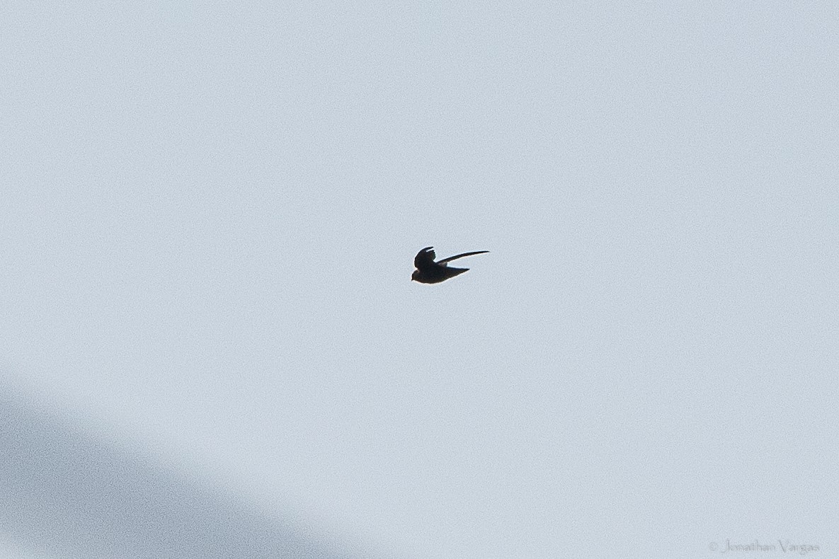 White-fronted Swift - ML640017088