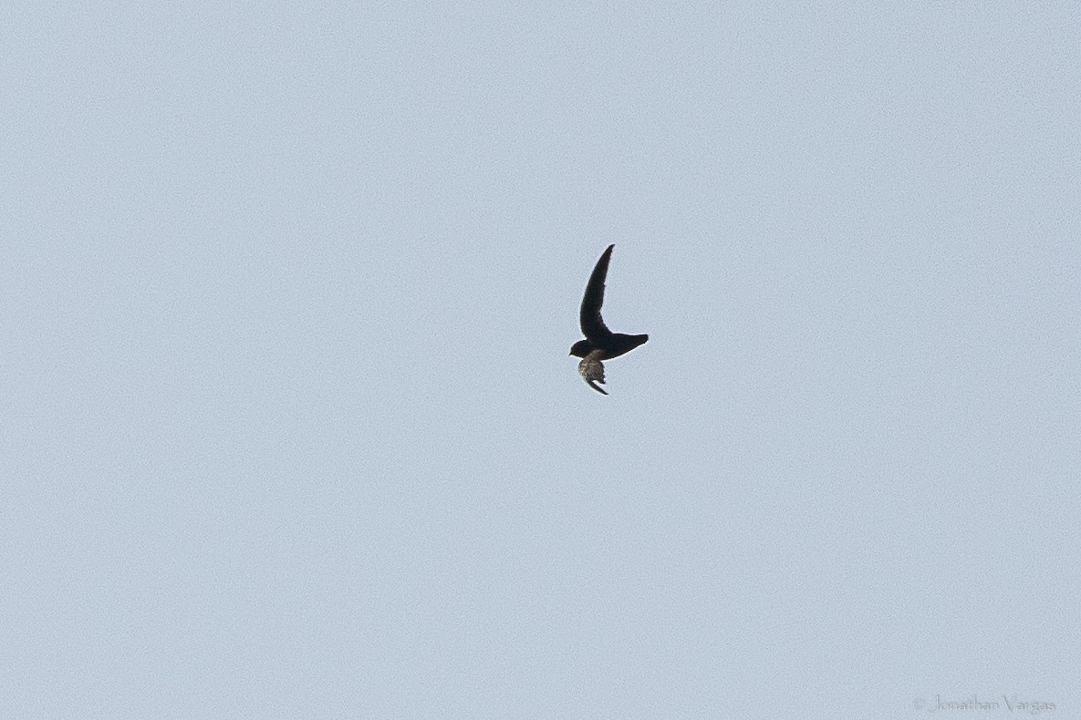 White-fronted Swift - ML640017089