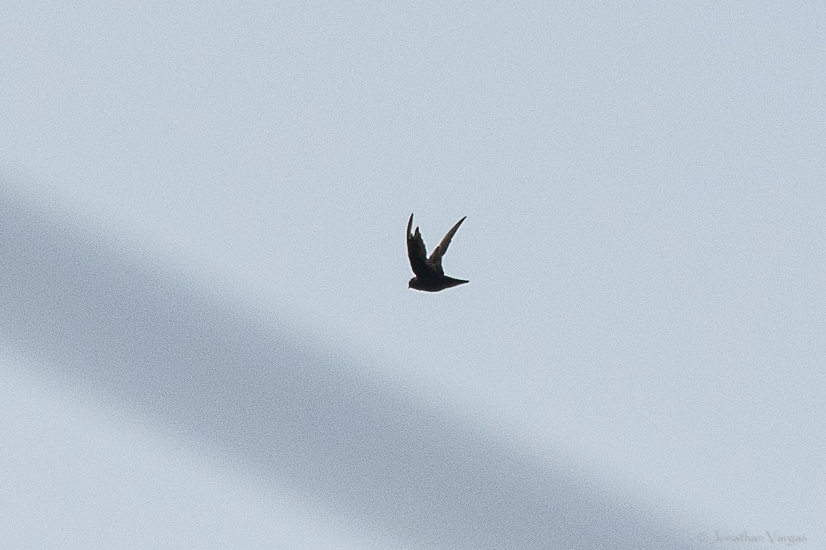White-fronted Swift - ML640017090