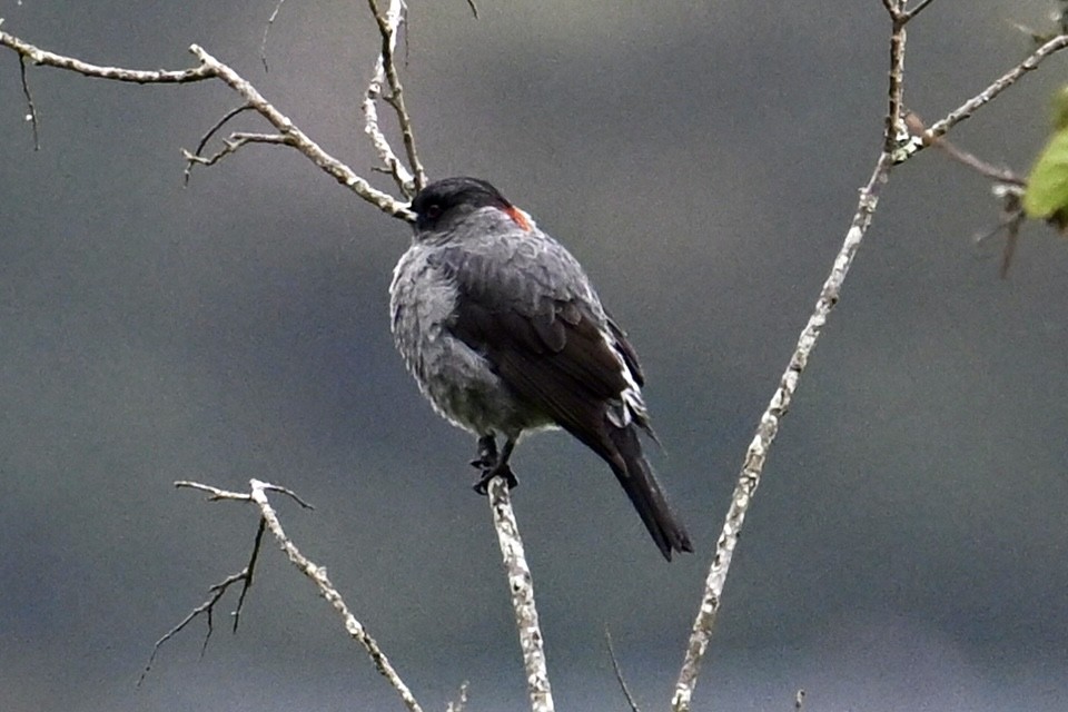 Cotinga à huppe rouge - ML640017102