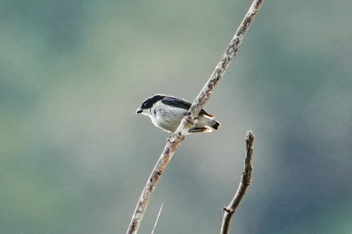 Bicolored Flowerpecker - ML640017148