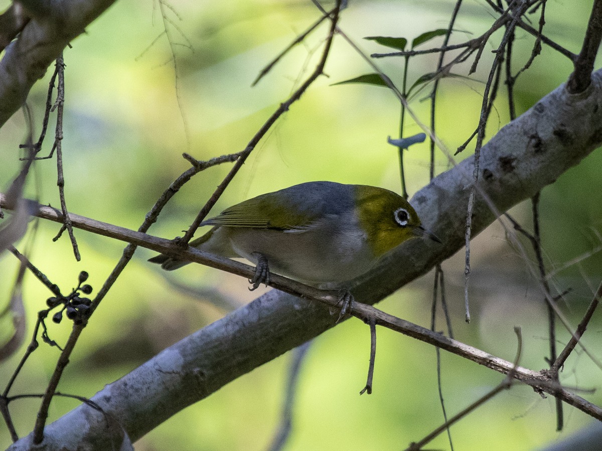 Graumantel-Brillenvogel - ML640017191