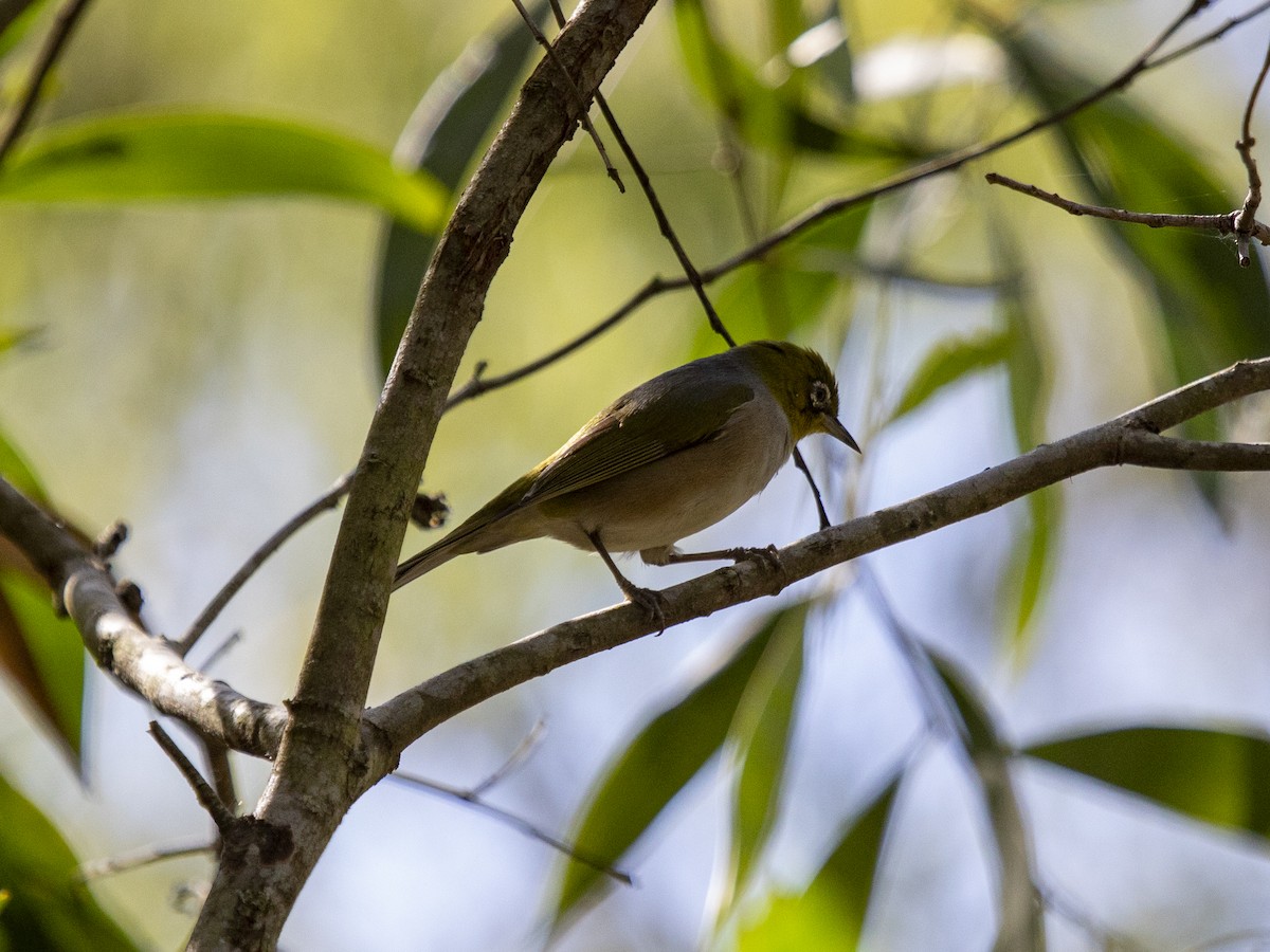 Graumantel-Brillenvogel - ML640017192