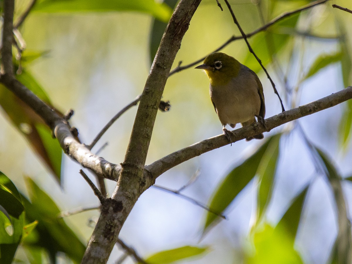 Graumantel-Brillenvogel - ML640017193